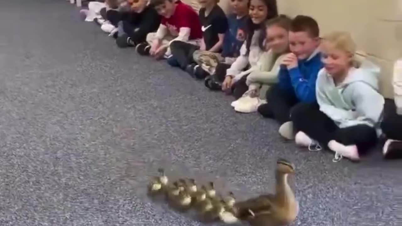 Mother duck and her ducklings use school hallway
