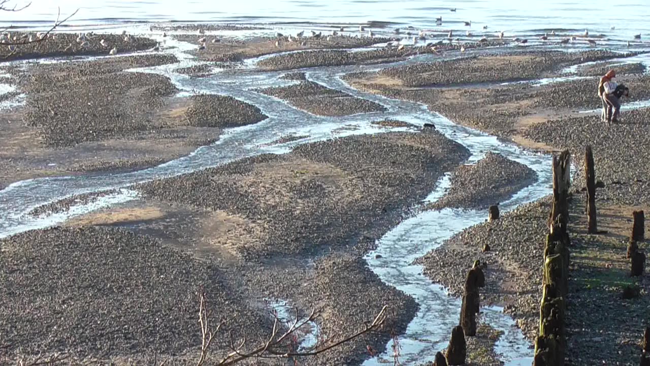 Picnic Point County Park