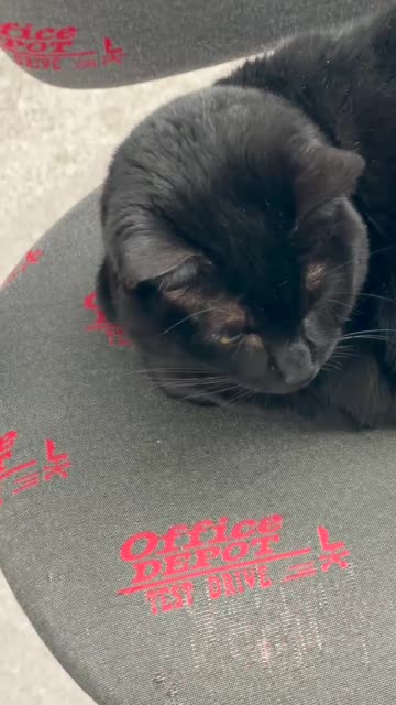 Precious Piper is Trying to Do Some Thinking in the Office - My Adopted Shelter Cat Vlog #shorts