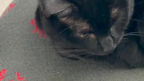 Precious Piper is Trying to Do Some Thinking in the Office - My Adopted Shelter Cat Vlog #shorts