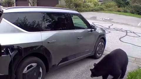 Unexpected encounter