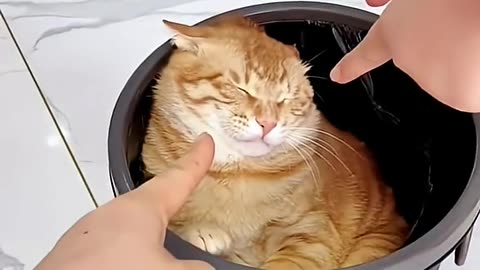 Cat's powerlessness😿