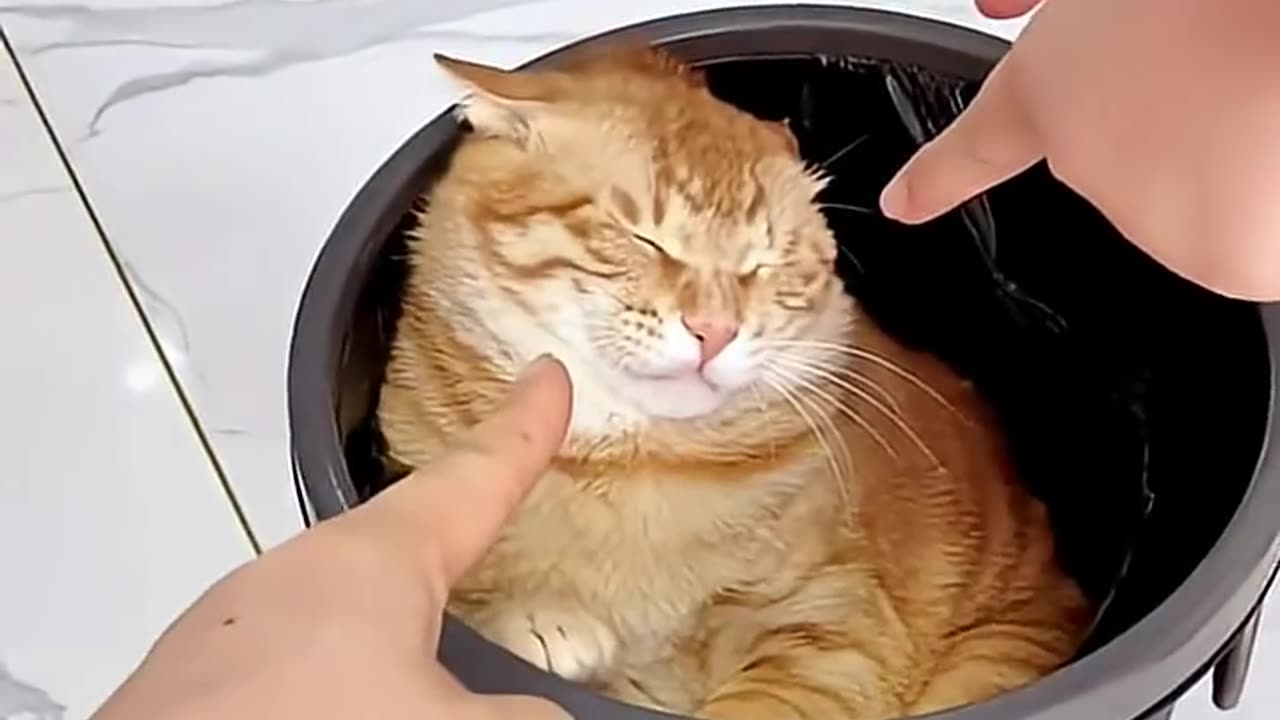 Cat's powerlessness😿