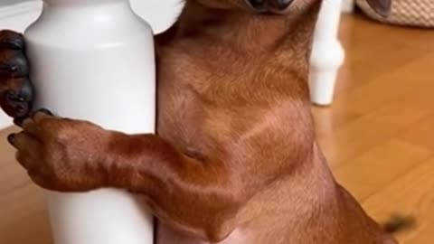 The Mischievous Dogs 🐾| funny dog 11