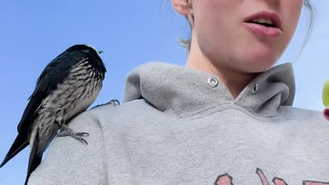 Woodpecker Training in Process