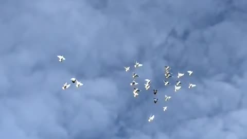 "Wings of Peace: The Graceful Flight of Pigeons"