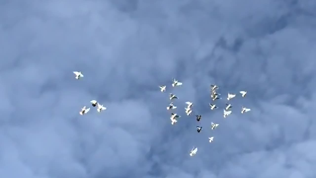 "Wings of Peace: The Graceful Flight of Pigeons"
