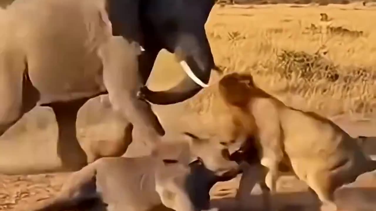 The Fate of a Lion That Targeted a Baby Elephant