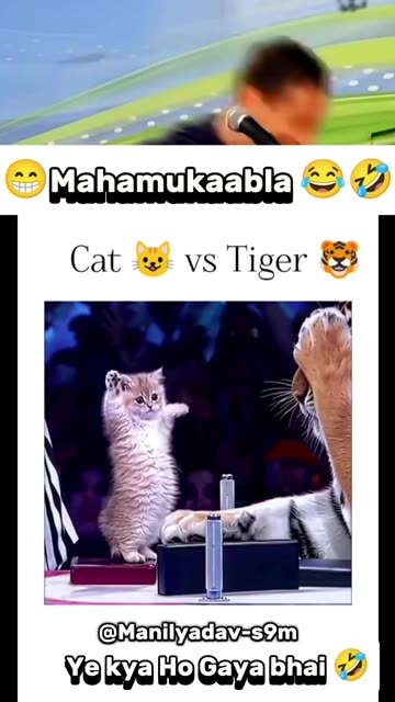 Cat fight with tiger