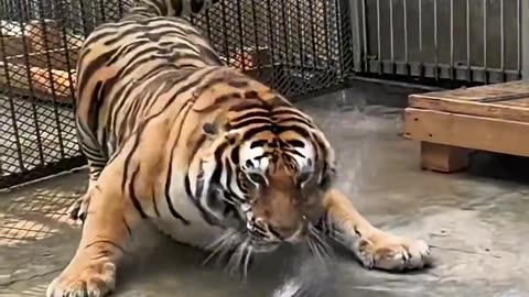 Wild moments at the zoo.