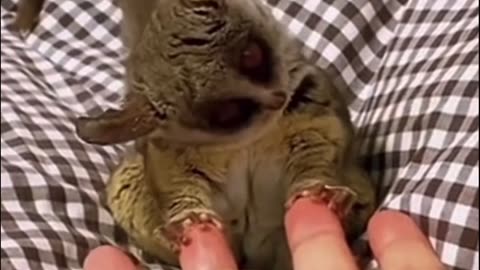 🤩✨ Watch These Adorable Galagos Jump & Play! | FeedMyCuriosity