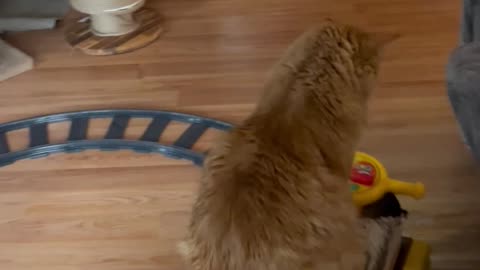 Cat Enjoys Riding Christmas Train