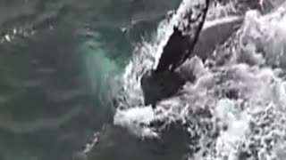 whale