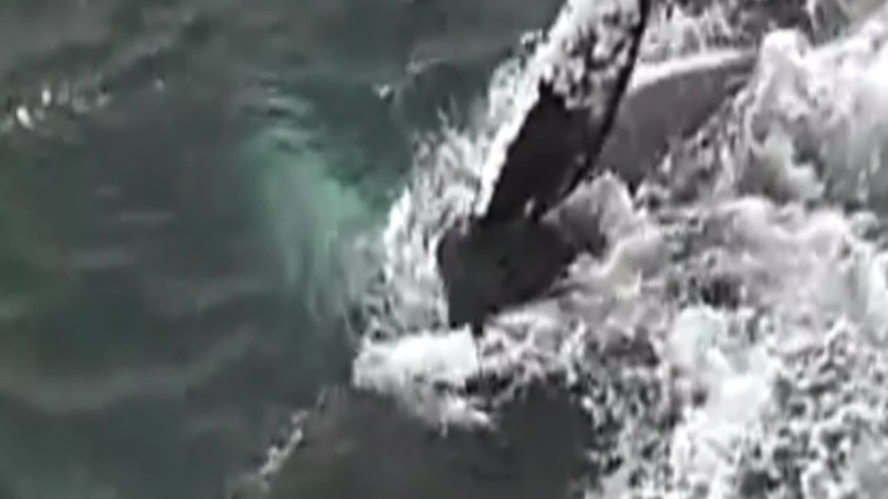 whale
