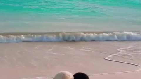 Two puppies enjoying the waves
