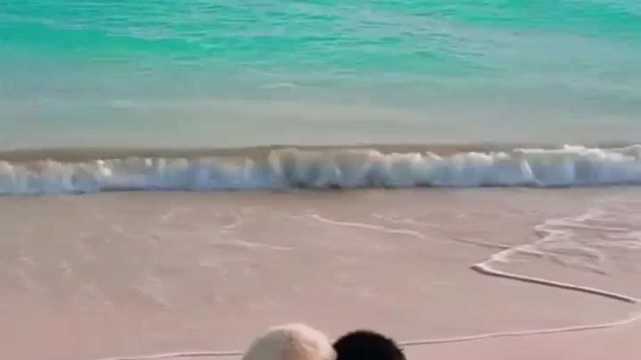 Two puppies enjoying the waves