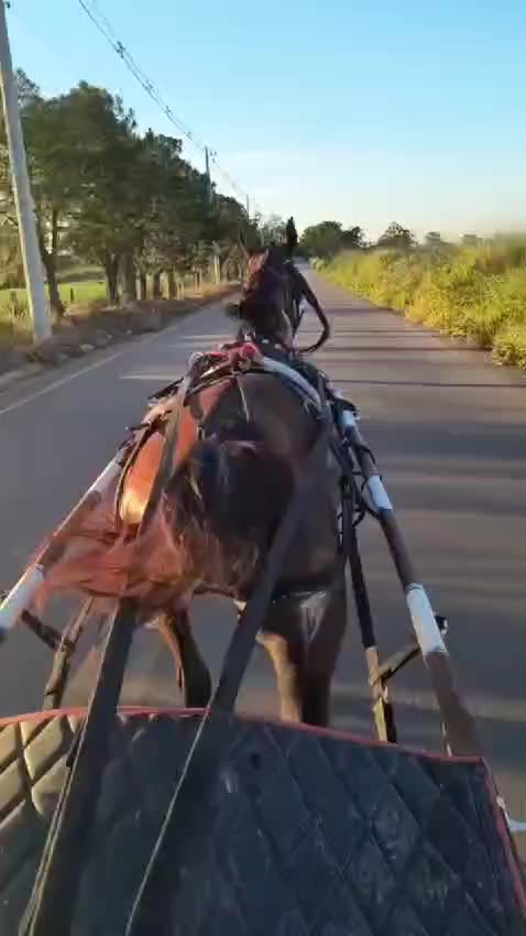 "Wind and Hooves: The Speed of a Horse"