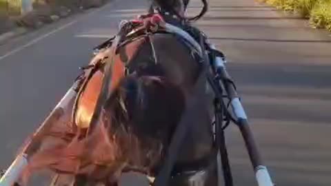 "Wind and Hooves: The Speed of a Horse"