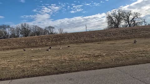 Flocks of Birds - Sparrows, Geese, Gulls