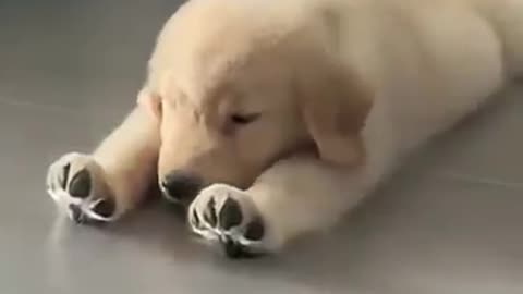 It looks just like a plush toy! Stayed so still it fooled everyone.