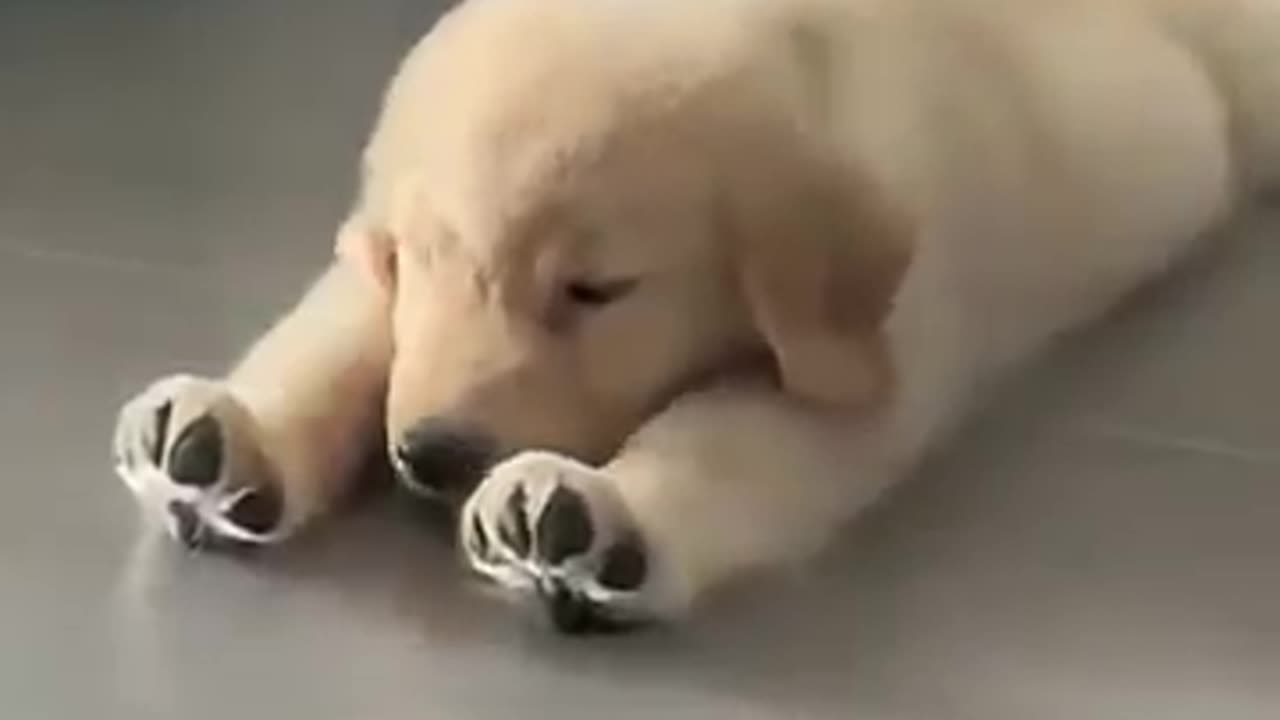 It looks just like a plush toy! Stayed so still it fooled everyone.