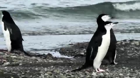 Ideal Nature for babies watch! relaxing Penguins