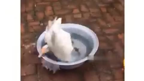 funny animal video