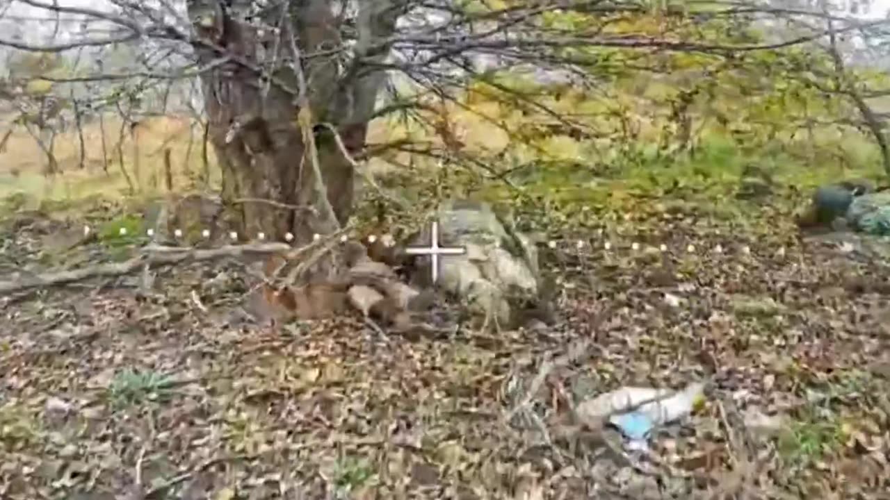 A clearing with aspen mushrooms from the Sumy region