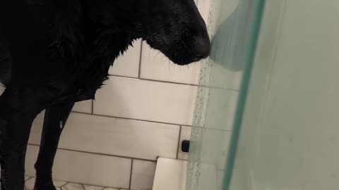 Pup Gives Side Eye During Bath Time