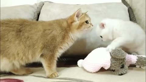 VERY CUTE CAT #5