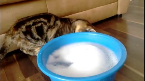 cautious cat inspects shampoo bubbles not totally sold