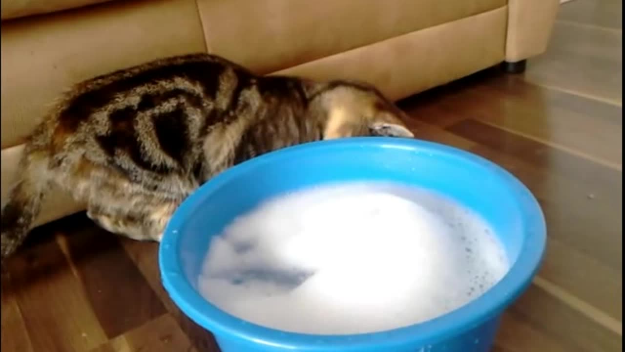 cautious cat inspects shampoo bubbles not totally sold