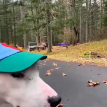 Try Not to Laugh- Funny animal videos