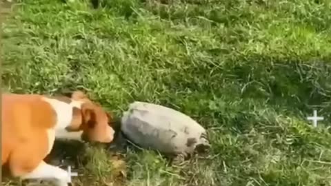 Funny animal shorts