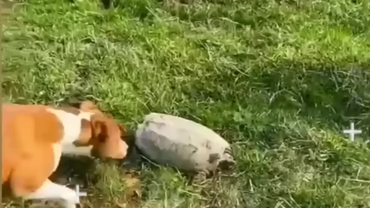 Funny animal shorts