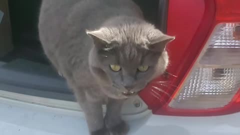 111525 Sapphy supervising moving day for roommates #cat