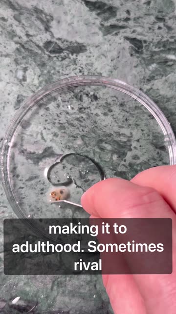 My Frogs Are Trolling Me!