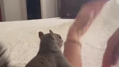 Squirrels just want to have fun