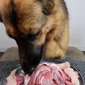 "A Dog's Foodie Routine: Full of Joy and Love"