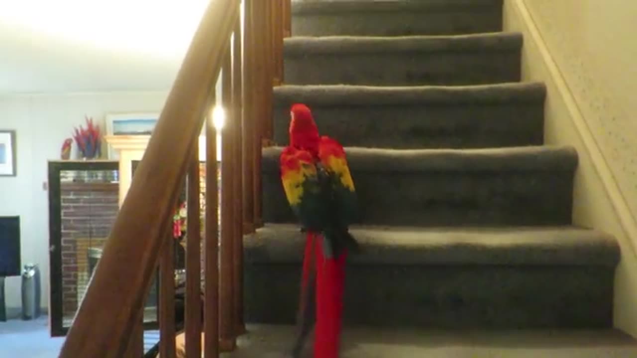 BIRD IGNORES GIRL - WALKS UPSTAIRS TO GO TO BED 🦜 🛌