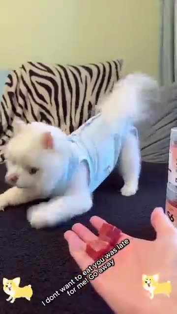 "Mind-Blowing Animal Transformations! 🐾✨ Before & After! 😱🔥 #Shorts #Animals #Viral"