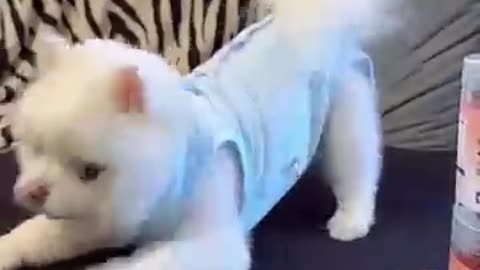"Mind-Blowing Animal Transformations! 🐾✨ Before & After! 😱🔥 #Shorts #Animals #Viral"