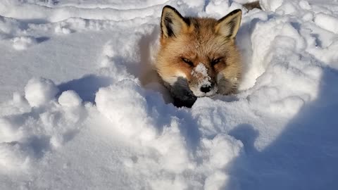 Finegan fox in a snowfield happy #pet adventure MeoWnMore