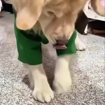 🐶😂 Hilarious Pet Antics Compilation | Try Not to Laugh! 🎬