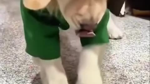 🐶😂 Hilarious Pet Antics Compilation | Try Not to Laugh! 🎬