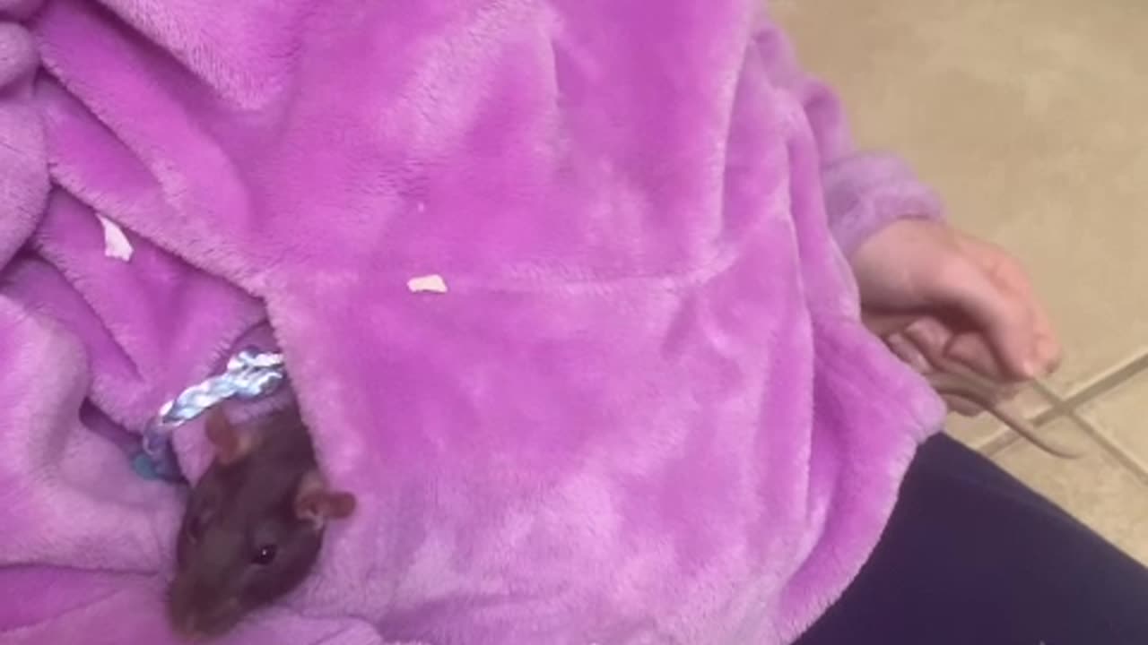 Goofy Wednesday looks longer in my pocket