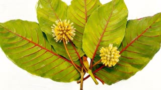 Kratom Shadows - OpenSea Rarible NFT Progressive Rock Music Song