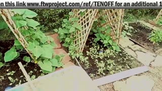 Cyber Monday Sale EMF Protection Gifts