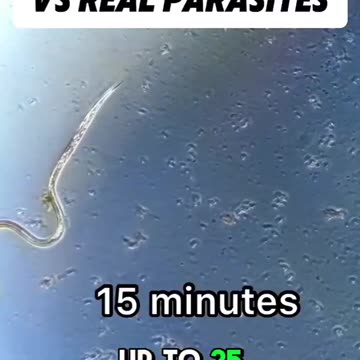 Ivermectin vs Parasites