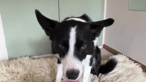 Border Collie Plays Connect Four